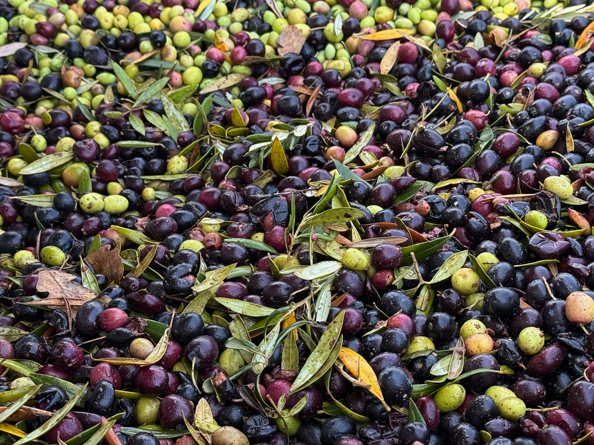 Freshly harvested olives, green and black, with their leaves