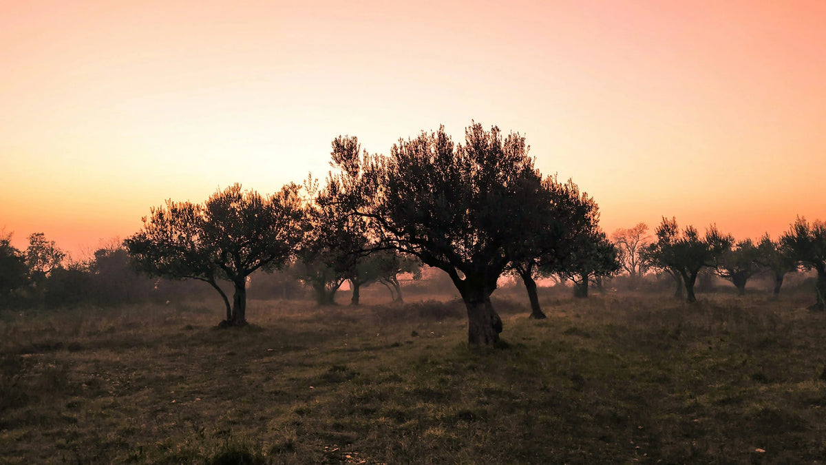 Olive trees on the ranch in Creston at sunset