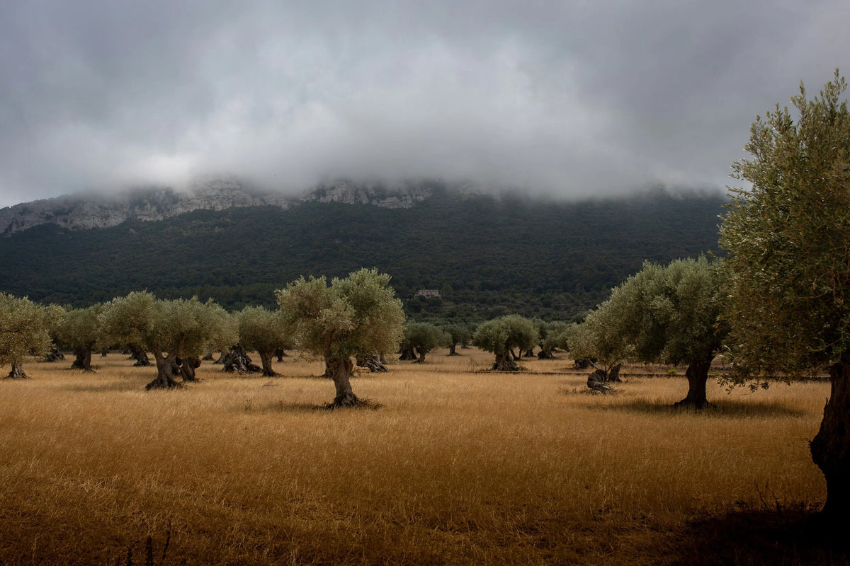 Olive trees on the ranch in Creston